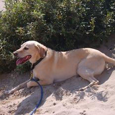 Blanding af racer Bailey