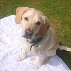 Blanding af racer Bailey