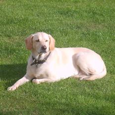 Blanding af racer Bailey