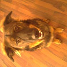 Blanding af racer Ami