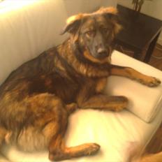 Blanding af racer Ami