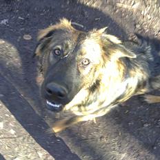 Blanding af racer Ami