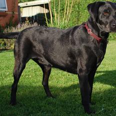 Labrador retriever Molly*R.I.P.*