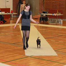 Dvaergpinscher Nikoline * R.I.P *