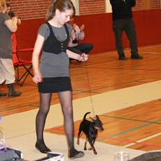 Dvaergpinscher Nikoline * R.I.P *