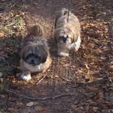 Lhasa apso Dame Kiri Te Kanawa