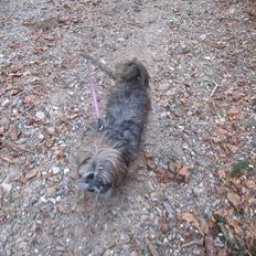 Lhasa apso Dame Kiri Te Kanawa
