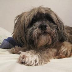 Lhasa apso Dame Kiri Te Kanawa