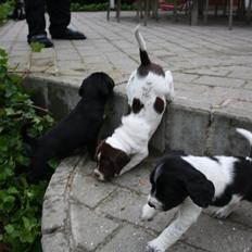 Blanding af racer Sally