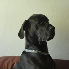 Grand danois Big ben