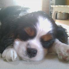 Cavalier king charles spaniel Funkel´s Lord Harley