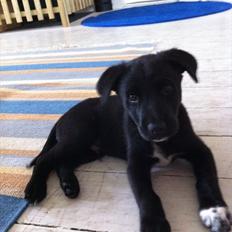 Blanding af racer Pax