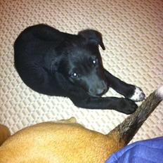 Blanding af racer Pax