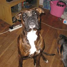 Boxer Dido