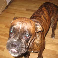 Boxer Dido