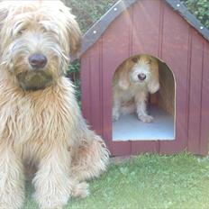 Irish softcoated wheaten terrier Betty