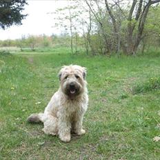 Irish softcoated wheaten terrier Betty
