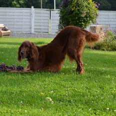 Irsk setter Highland Flowers A New Dawn "Tessa"