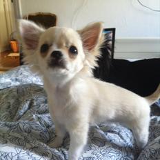 Chihuahua Bygstubben's little Flora girl.