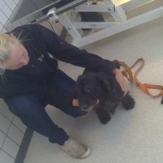 Gravhund Molly R.I.P