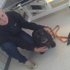 Gravhund Molly R.I.P