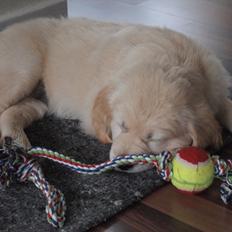 Golden retriever Frida
