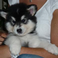 Alaskan malamute Coco Bear