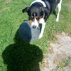 Blanding af racer Sussie ( Dino ) R.I.P