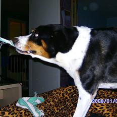 Blanding af racer Sussie ( Dino ) R.I.P