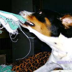 Blanding af racer Sussie ( Dino ) R.I.P