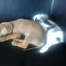 Blanding af racer Mikki