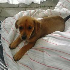 Blanding af racer Mikki