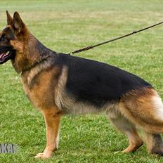 Schæferhund Vitali Zu Den Drei Wieken