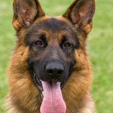 Schæferhund Vitali Zu Den Drei Wieken