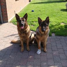 Schæferhund Vitali Zu Den Drei Wieken