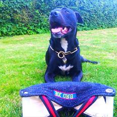 Blanding af racer Den sorte slyngel