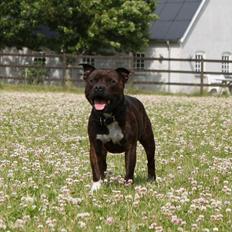 Staffordshire bull terrier Carlos 
