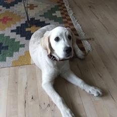 Golden retriever Baloo