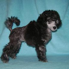 Dværgpuddel Vittoria Silver Sakké