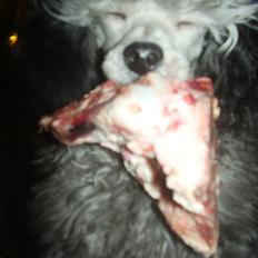 Dværgpuddel Vittoria Silver Sakké