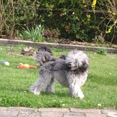 Dværgpuddel Vittoria Silver Sakké