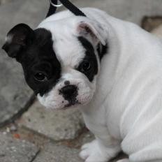 Fransk bulldog Lancomes Frederikke aka Alba