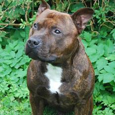 Staffordshire bull terrier Cæzar