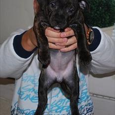 Staffordshire bull terrier Coco