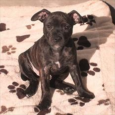 Staffordshire bull terrier Coco