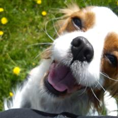 Cavalier king charles spaniel Fie