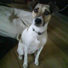 Dansk svensk gaardhund Bella