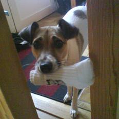 Dansk svensk gaardhund Bella