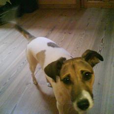 Dansk svensk gaardhund Bella