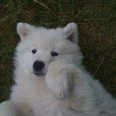 Samojedhund Toby